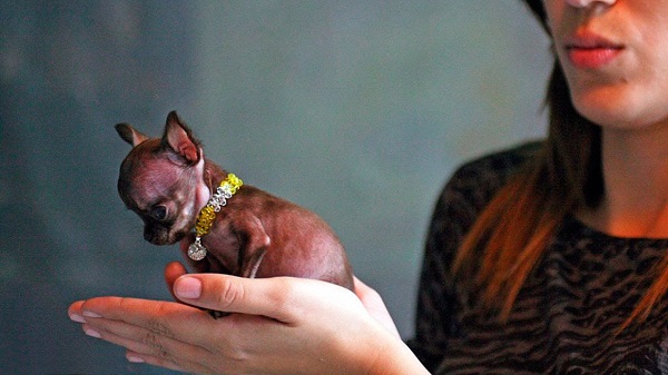 6 пород самых маленьких собак в мире!